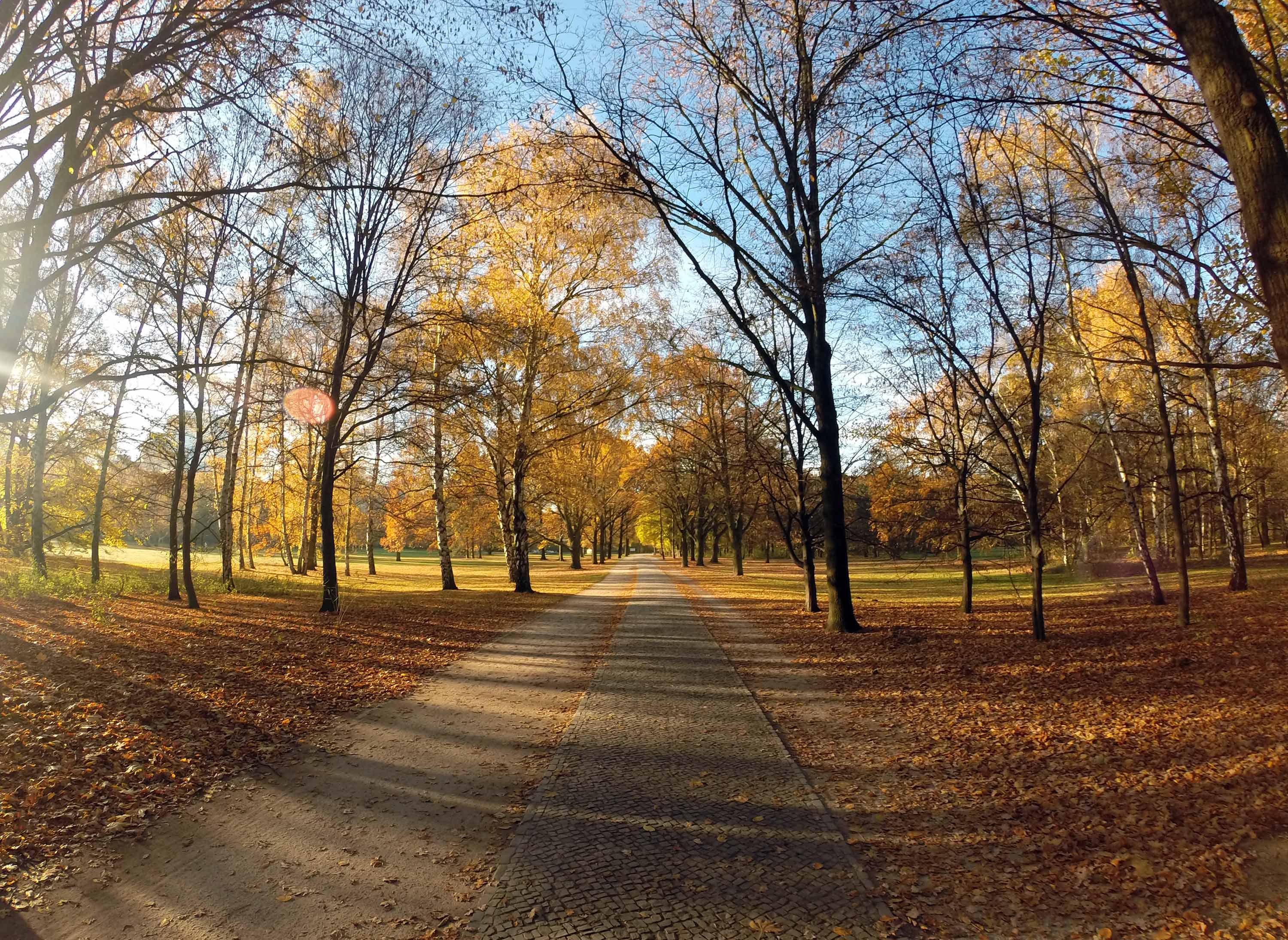 Lose yourself in a long walk in the Tiergarten